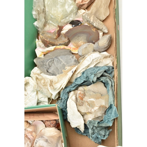 137 - A BOX OF ROUGH GEMS, SHELL ETC., to include a fossil, rough pieces of lace agate, quartz, flint, hem... 