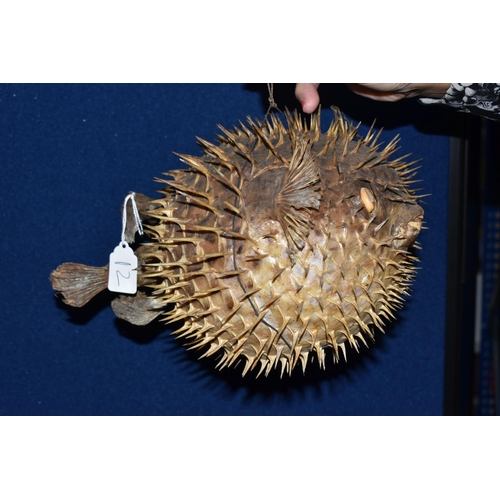 432 - A TAXIDERMY BLOWFISH in inflated position with glass eyes, length 30cm x width 20cm, string attached... 