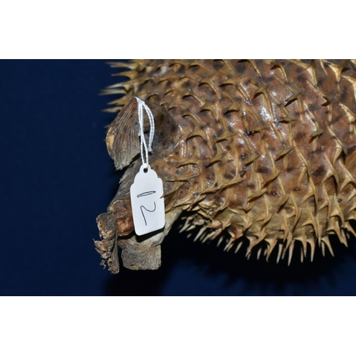 432 - A TAXIDERMY BLOWFISH in inflated position with glass eyes, length 30cm x width 20cm, string attached... 