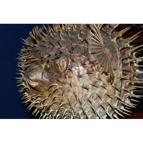 432 - A TAXIDERMY BLOWFISH in inflated position with glass eyes, length 30cm x width 20cm, string attached... 