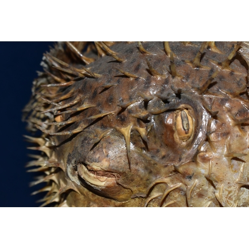 432 - A TAXIDERMY BLOWFISH in inflated position with glass eyes, length 30cm x width 20cm, string attached... 