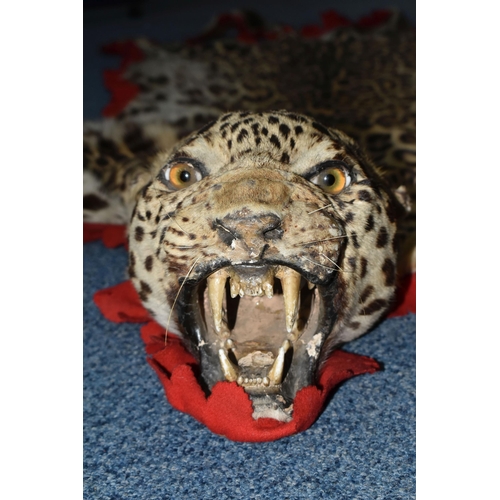 377 - An Indian Leopard skin, mounted head with open mouth showing teeth, and with glass eyes, the whole m... 