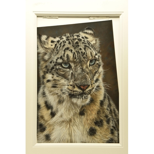 310 - VALERIE SIMMS (BRITISH 1965) 'CONSIDERATION', a portrait of a Snow Leopard, signed bottom right, pas... 