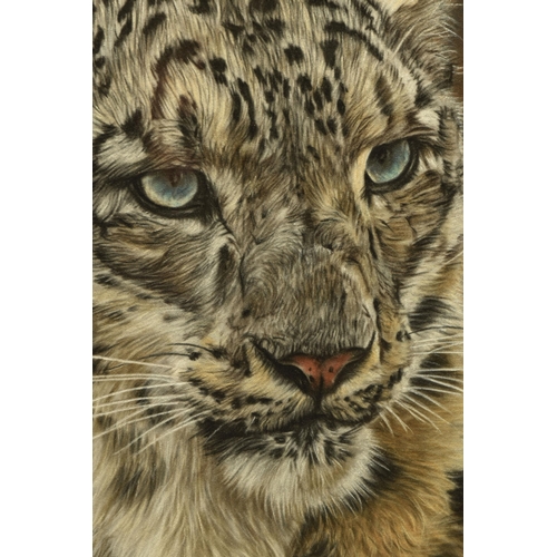 310 - VALERIE SIMMS (BRITISH 1965) 'CONSIDERATION', a portrait of a Snow Leopard, signed bottom right, pas... 