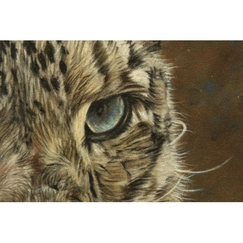 310 - VALERIE SIMMS (BRITISH 1965) 'CONSIDERATION', a portrait of a Snow Leopard, signed bottom right, pas... 