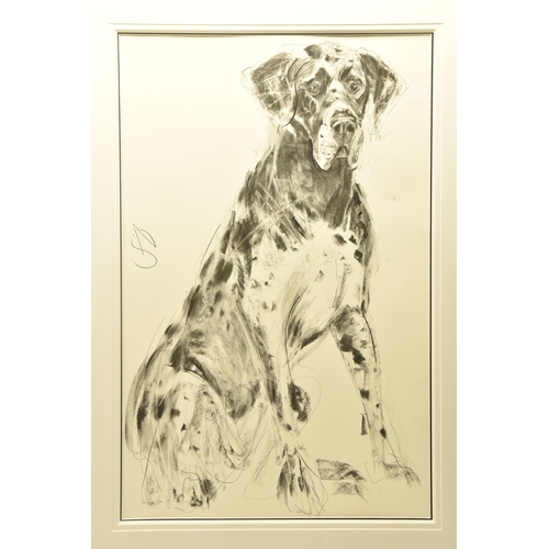 318 - APRIL SHEPHERD (BRITISH CONTEMPORARY) 'DOPEY GREAT DANE, FRONT ON' a sketch of a dog, initialled cen... 