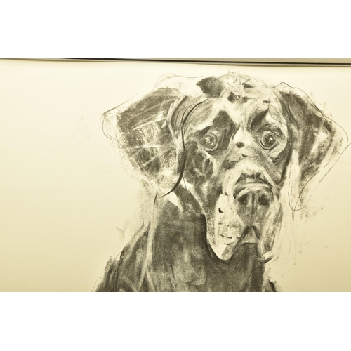 318 - APRIL SHEPHERD (BRITISH CONTEMPORARY) 'DOPEY GREAT DANE, FRONT ON' a sketch of a dog, initialled cen... 