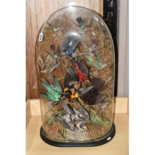 515 - A LARGE TAXIDERMY DOMED GLASS DISPLAY CASE OF BIRDS IN A BUSH containing fourteen exotic birds set a... 