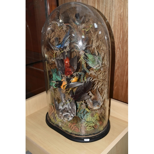 515 - A LARGE TAXIDERMY DOMED GLASS DISPLAY CASE OF BIRDS IN A BUSH containing fourteen exotic birds set a... 