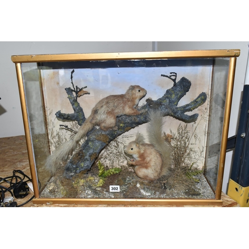 302 - TAXIDERMY: A GLAZED CASE CONTAINING TWO RED SQUIRRELS IN A NATURALISTIC SETTING, one seated squirrel... 