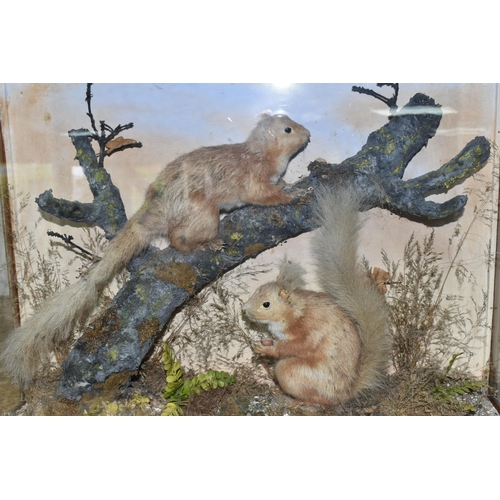 302 - TAXIDERMY: A GLAZED CASE CONTAINING TWO RED SQUIRRELS IN A NATURALISTIC SETTING, one seated squirrel... 