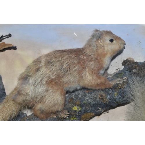 302 - TAXIDERMY: A GLAZED CASE CONTAINING TWO RED SQUIRRELS IN A NATURALISTIC SETTING, one seated squirrel... 