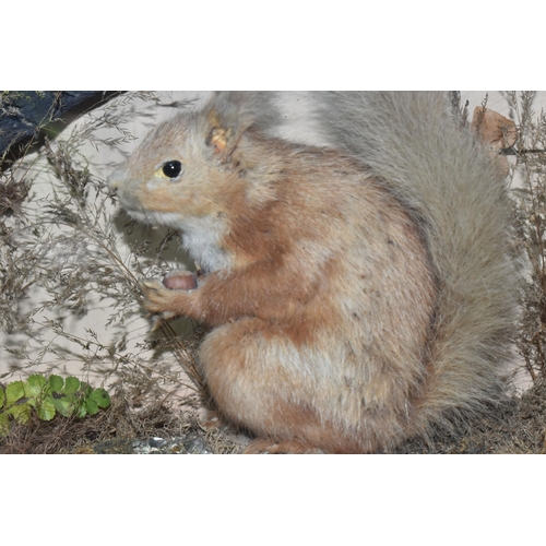 302 - TAXIDERMY: A GLAZED CASE CONTAINING TWO RED SQUIRRELS IN A NATURALISTIC SETTING, one seated squirrel... 