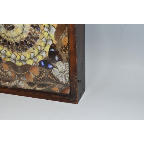 490 - A VICTORIAN GLAZED CASED TAXIDERMY BUTTERYFLY DISPLAY, a circular display of blue, brown and yellow ... 