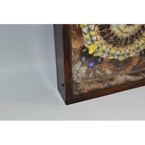 490 - A VICTORIAN GLAZED CASED TAXIDERMY BUTTERYFLY DISPLAY, a circular display of blue, brown and yellow ... 