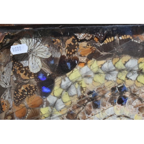 490 - A VICTORIAN GLAZED CASED TAXIDERMY BUTTERYFLY DISPLAY, a circular display of blue, brown and yellow ... 