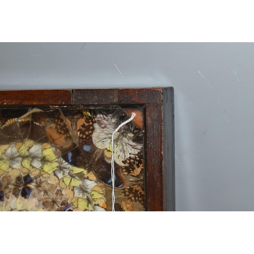 490 - A VICTORIAN GLAZED CASED TAXIDERMY BUTTERYFLY DISPLAY, a circular display of blue, brown and yellow ... 