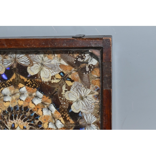 491 - A VICTORIAN GLAZED CASED TAXIDERMY BUTTERFLY DISPLAY, a circular display of white, brown and blue bu... 