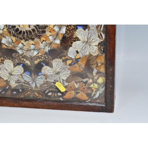 491 - A VICTORIAN GLAZED CASED TAXIDERMY BUTTERFLY DISPLAY, a circular display of white, brown and blue bu... 