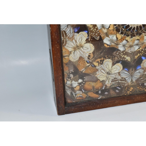 491 - A VICTORIAN GLAZED CASED TAXIDERMY BUTTERFLY DISPLAY, a circular display of white, brown and blue bu... 