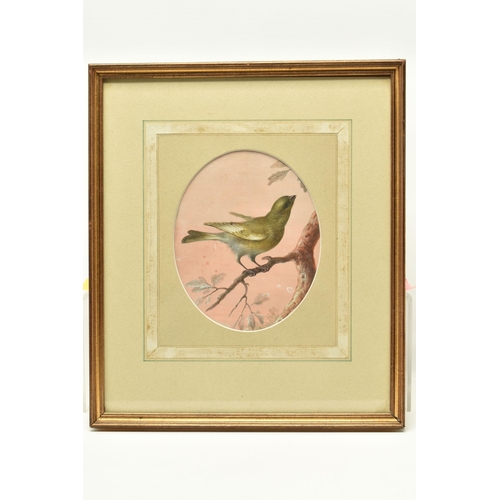 474 - ATTRIBUTED TO CHRISTOPHE-LUDWIG AGRICOLA (1667-1719) A GREENFINCH PERCHED UPON A BRANCH, no visible ... 