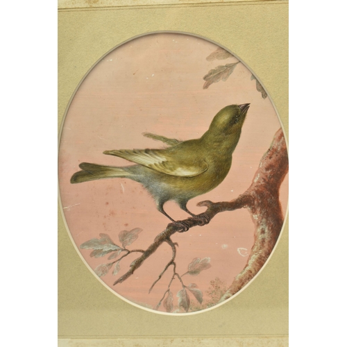 474 - ATTRIBUTED TO CHRISTOPHE-LUDWIG AGRICOLA (1667-1719) A GREENFINCH PERCHED UPON A BRANCH, no visible ... 