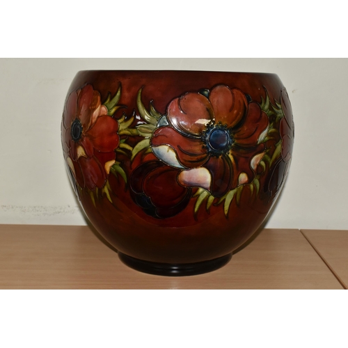 321 - A MOORCROFT POTTERY 'ANEMONE' PLANTER,  decorated with red and mauve anemone flowers on a deep red g... 