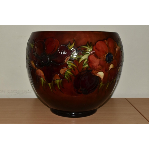 321 - A MOORCROFT POTTERY 'ANEMONE' PLANTER,  decorated with red and mauve anemone flowers on a deep red g... 