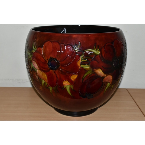 321 - A MOORCROFT POTTERY 'ANEMONE' PLANTER,  decorated with red and mauve anemone flowers on a deep red g... 