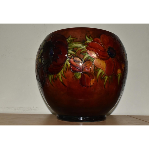 321 - A MOORCROFT POTTERY 'ANEMONE' PLANTER,  decorated with red and mauve anemone flowers on a deep red g... 