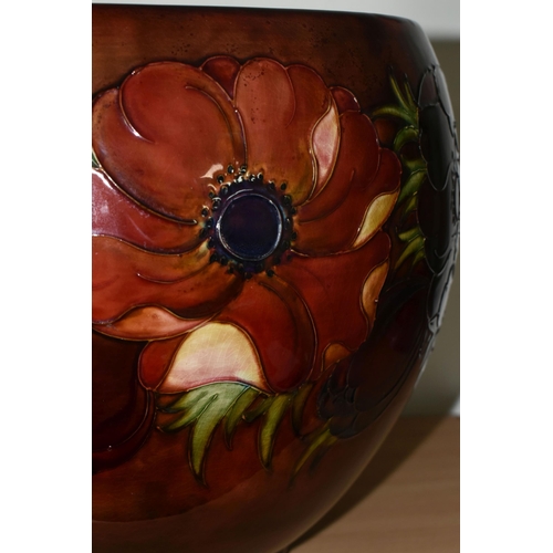 321 - A MOORCROFT POTTERY 'ANEMONE' PLANTER,  decorated with red and mauve anemone flowers on a deep red g... 