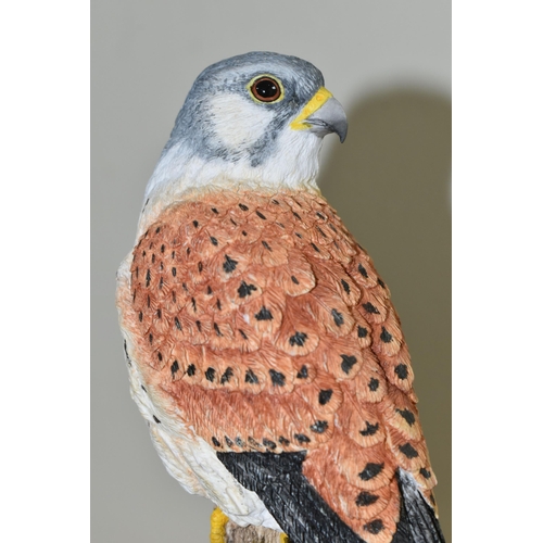 336 - A LIMITED EDITION BORDER FINE ARTS 'LOOK OUT POST' FIGURE, B1294, depicting a kestrel perched on a g... 