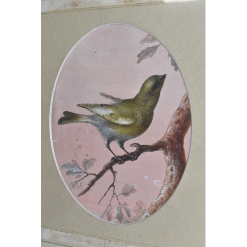 425 - ATTRIBUTED TO CHRISTOPHE-LUDWIG AGRICOLA (1667-1719) A GREENFINCH PERCHED UPON A BRANCH, no visible ... 