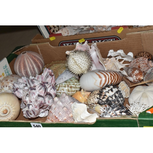 540 - TWO BOXES OF ASSORTED SEA SHELLS, to include a large quantity of shells, a puffer fish, sea urchin, ... 