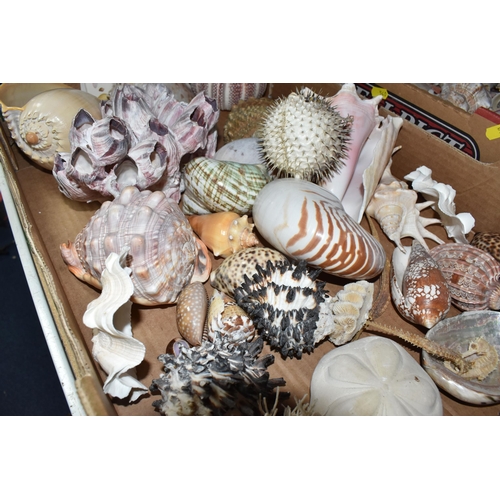 540 - TWO BOXES OF ASSORTED SEA SHELLS, to include a large quantity of shells, a puffer fish, sea urchin, ... 