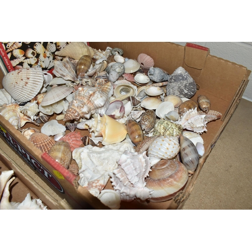 540 - TWO BOXES OF ASSORTED SEA SHELLS, to include a large quantity of shells, a puffer fish, sea urchin, ... 