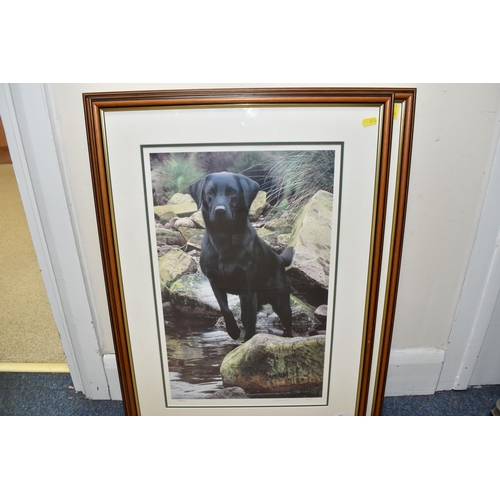 393 - FIVE SIGNED LIMITED EDITION BLACK LABRADOR PRINTS, comprising four Nigel Hemming prints 'In the driv... 