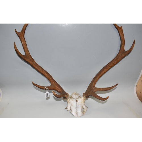 468 - A SET OF RED DEER ANTLERS, ten points with partial skull, hole drilled for mounting (1) (Condition R... 