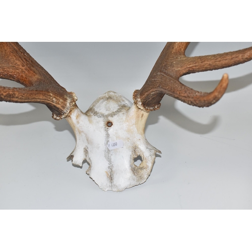 468 - A SET OF RED DEER ANTLERS, ten points with partial skull, hole drilled for mounting (1) (Condition R... 