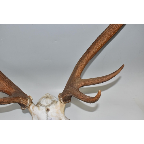 468 - A SET OF RED DEER ANTLERS, ten points with partial skull, hole drilled for mounting (1) (Condition R... 