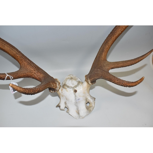 468 - A SET OF RED DEER ANTLERS, ten points with partial skull, hole drilled for mounting (1) (Condition R... 