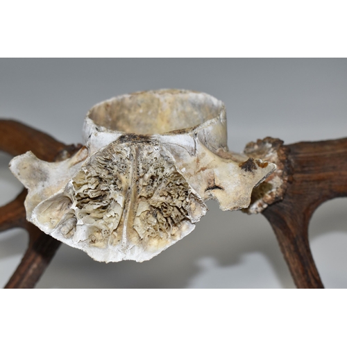 468 - A SET OF RED DEER ANTLERS, ten points with partial skull, hole drilled for mounting (1) (Condition R... 