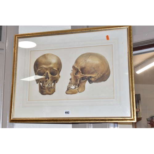 493 - A VICTORIAN WATERCOLOUR OF A SKULL, two views of a skull with a note verso reading 'inscribed on the... 