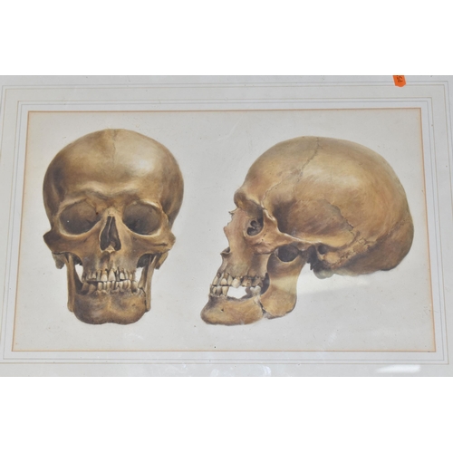 493 - A VICTORIAN WATERCOLOUR OF A SKULL, two views of a skull with a note verso reading 'inscribed on the... 