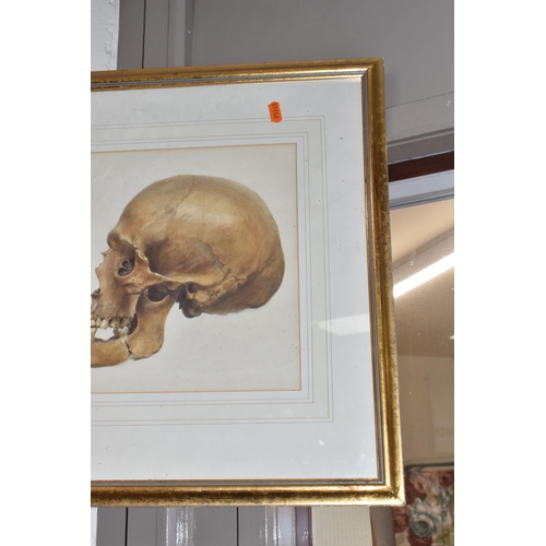 493 - A VICTORIAN WATERCOLOUR OF A SKULL, two views of a skull with a note verso reading 'inscribed on the... 