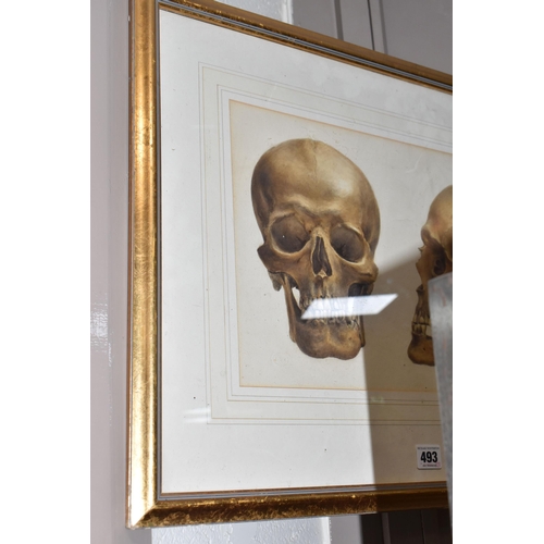 493 - A VICTORIAN WATERCOLOUR OF A SKULL, two views of a skull with a note verso reading 'inscribed on the... 