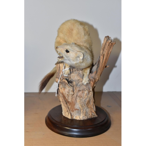 314 - A TAXIDERMY STOAT with a golden fur coat mounted on a log and wooden circular base, height approxima... 