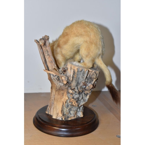 314 - A TAXIDERMY STOAT with a golden fur coat mounted on a log and wooden circular base, height approxima... 