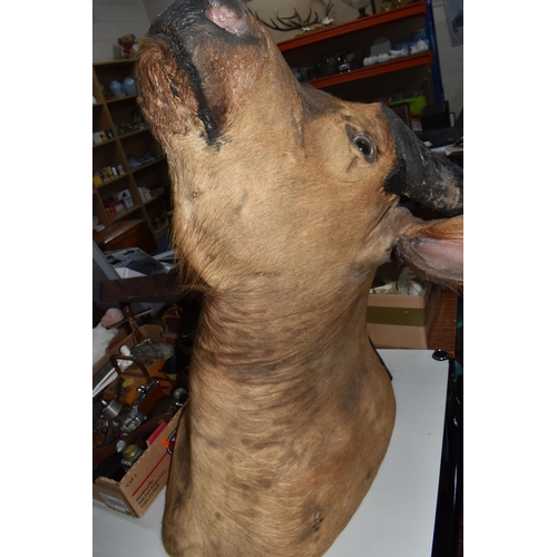 868 - A TAXIDERMY BUFFALO HEAD AND NECK MOUNT, horn length approximately 40cm, height from neck base to no... 