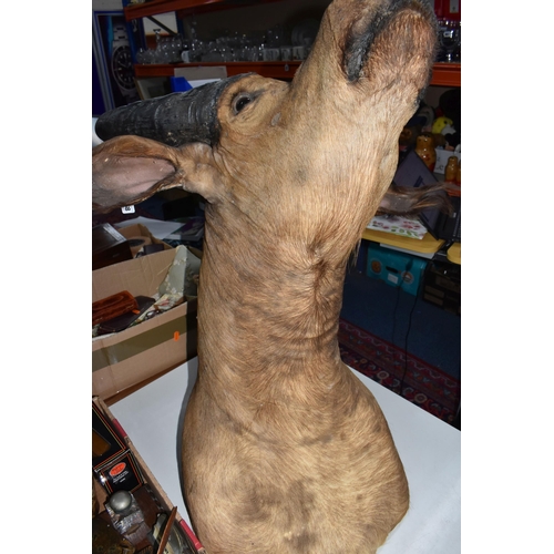 868 - A TAXIDERMY BUFFALO HEAD AND NECK MOUNT, horn length approximately 40cm, height from neck base to no... 